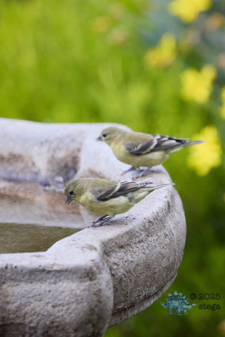Lesser Goldfinch