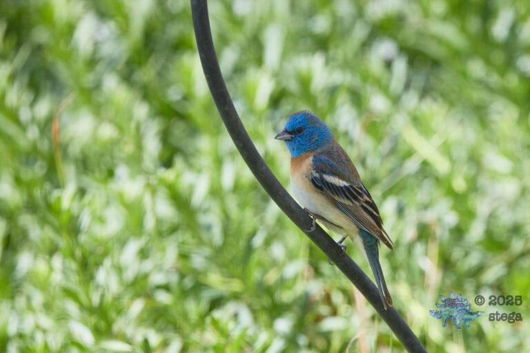 Lazuli Bunting