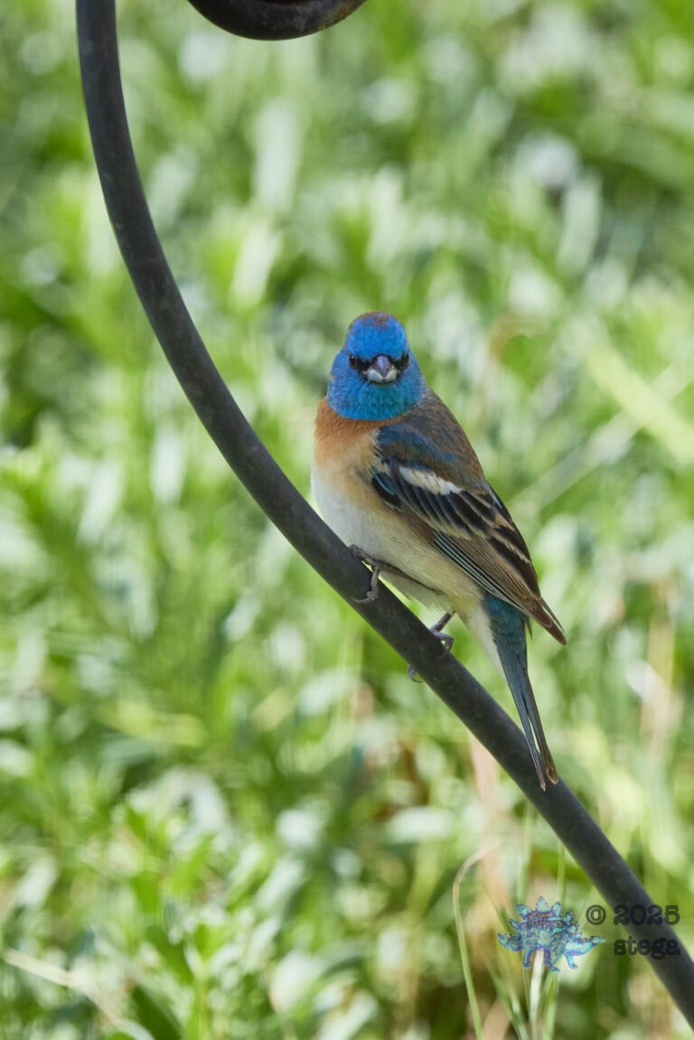 Lazuli Bunting