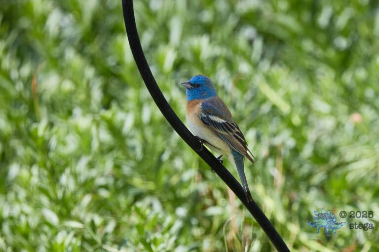 Lazuli Bunting