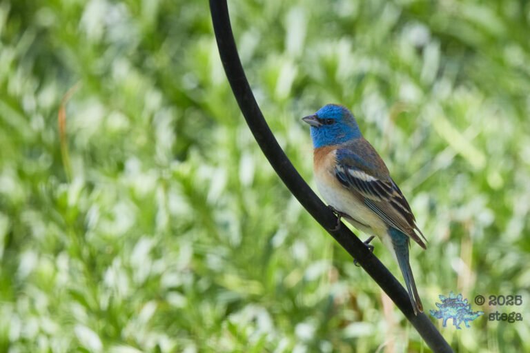 Lazuli Bunting
