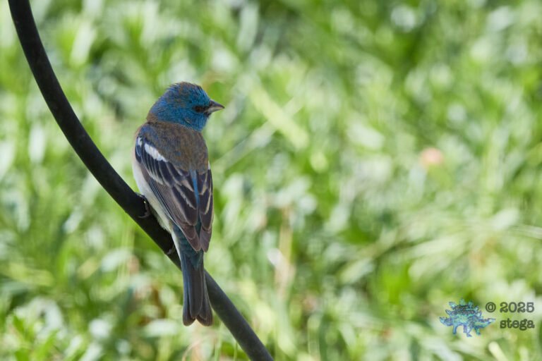 Lazuli Bunting