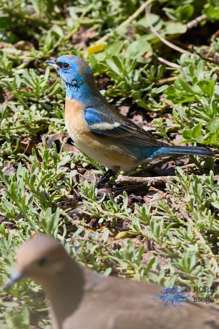 Lazuli Bunting