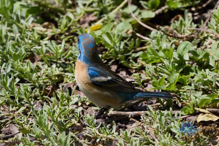 Lazuli Bunting