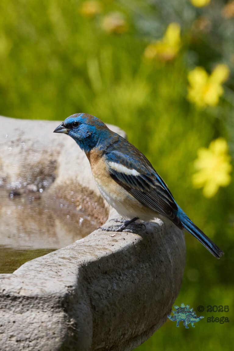Lazuli Bunting