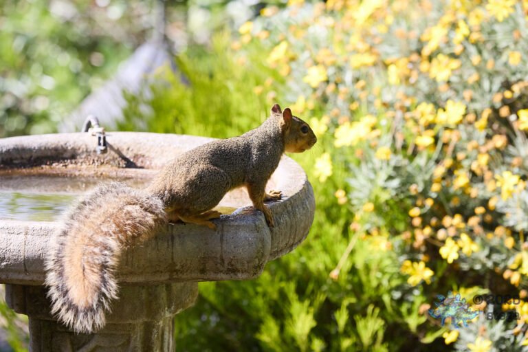 Fox Squirrel