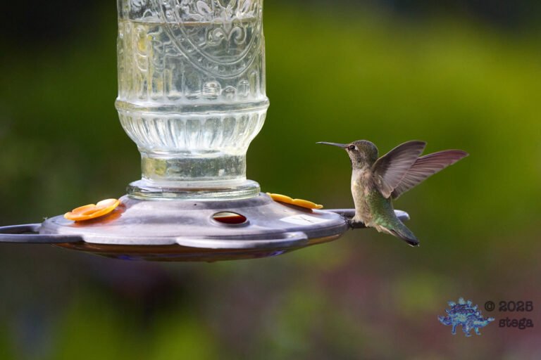 Anna’s Hummingbird