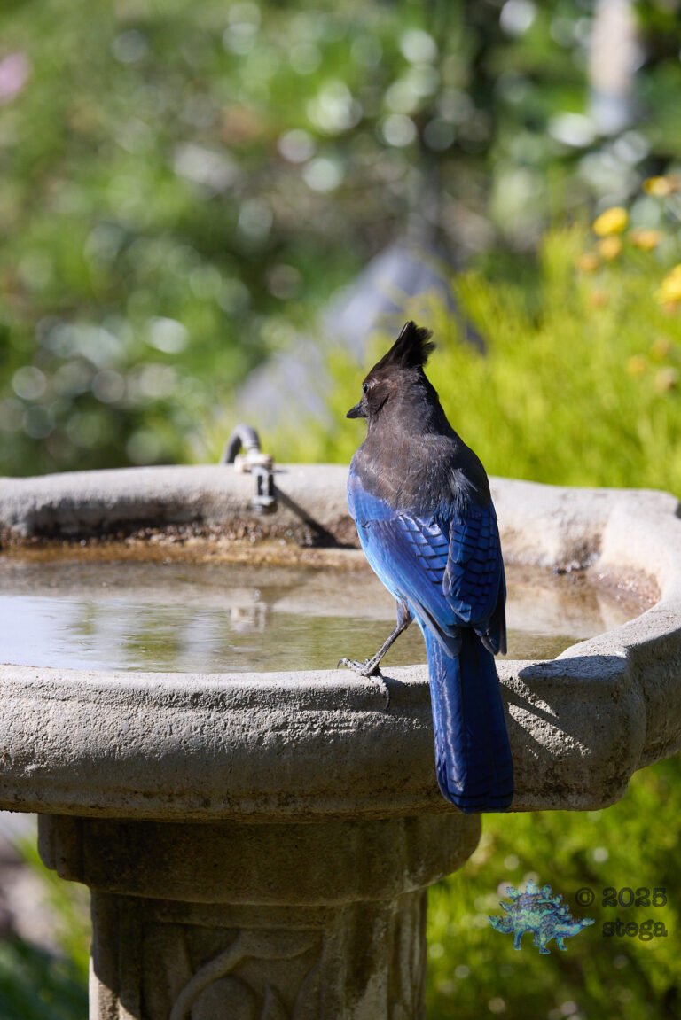 Steller’s Jay