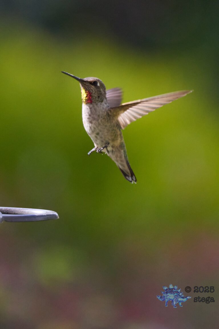 Anna’s Hummingbird