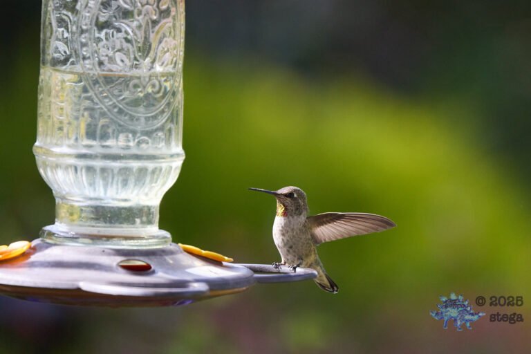 Anna’s Hummingbird