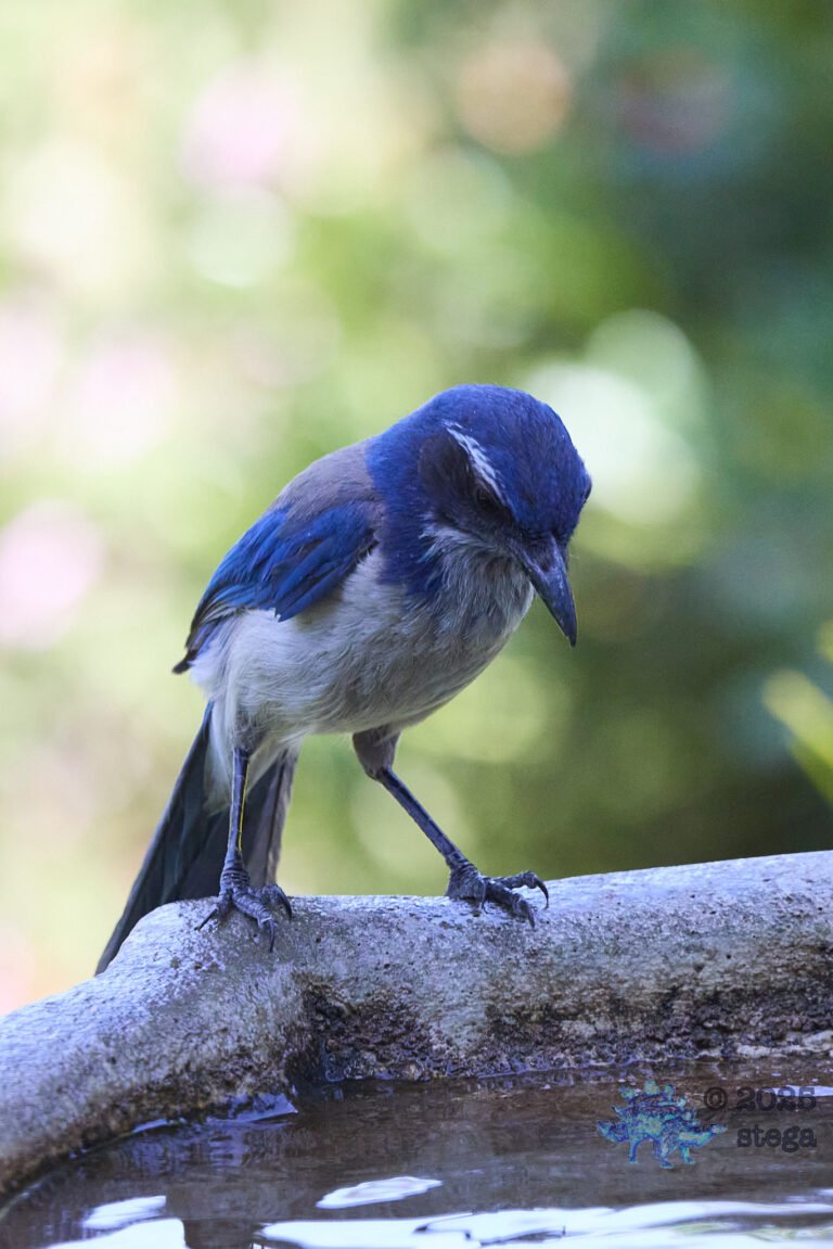 California Scrub Jay