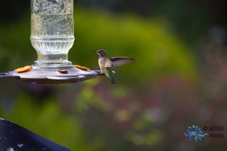 Anna’s Hummingbird