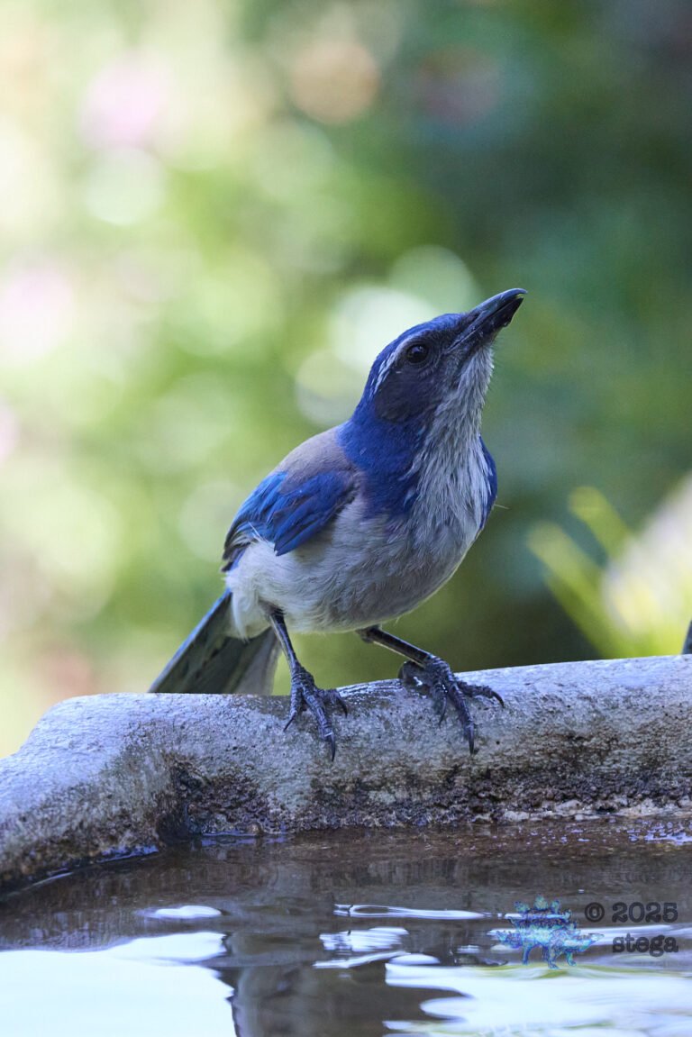 California Scrub Jay