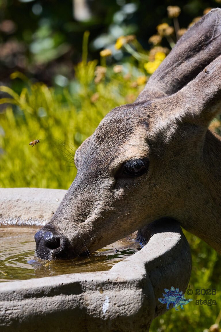 Mule Deer