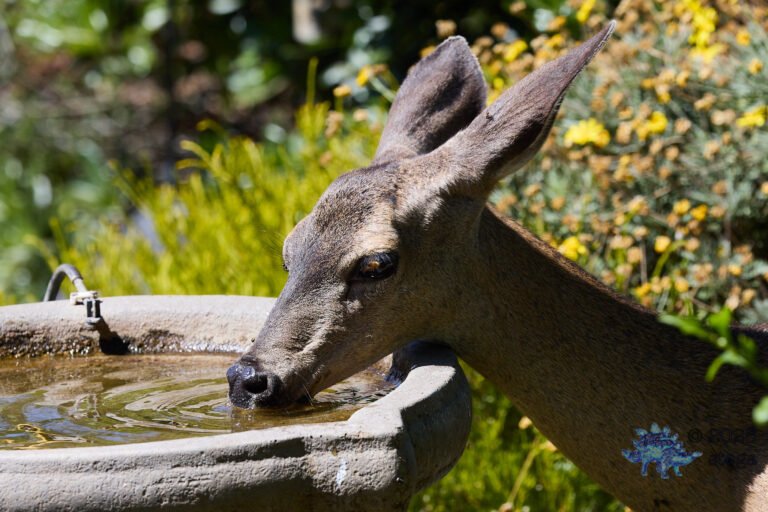 Mule Deer