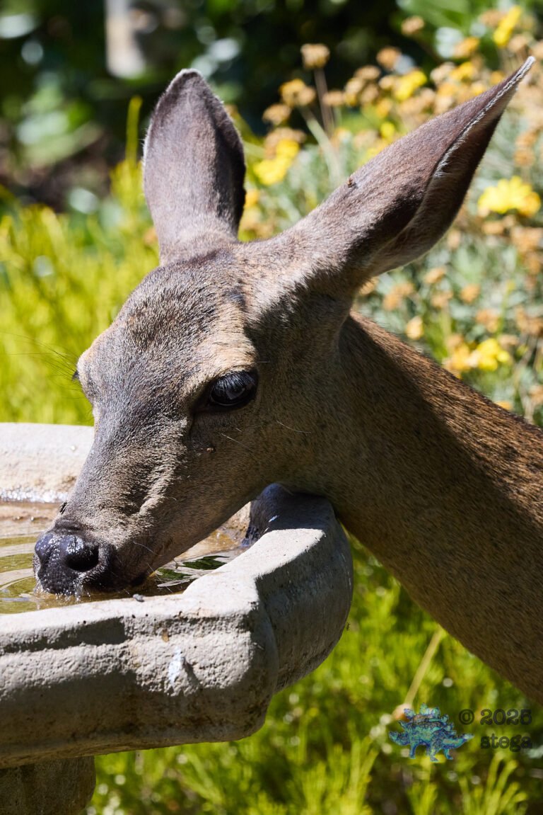 Mule Deer