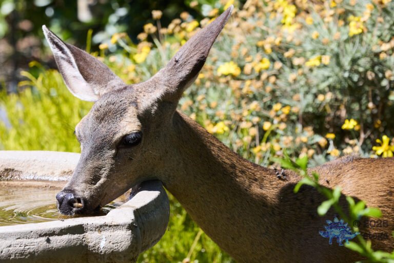 Mule Deer