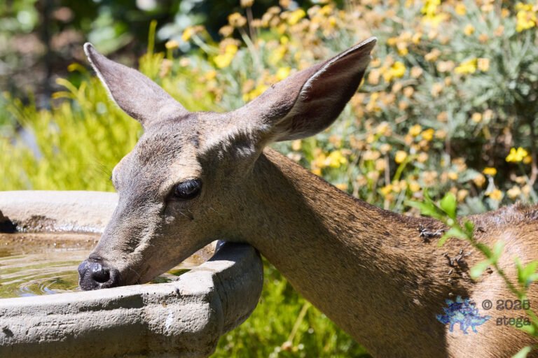 Mule Deer