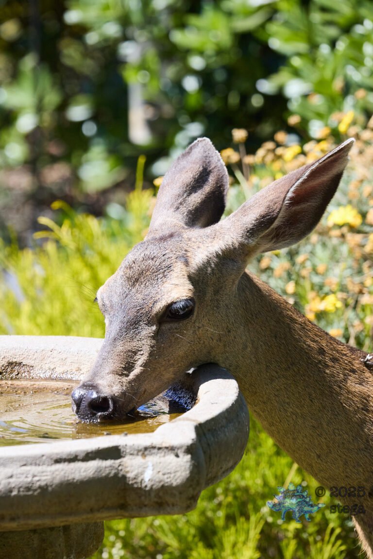 Mule Deer