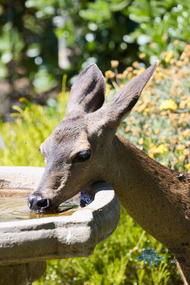 Mule Deer