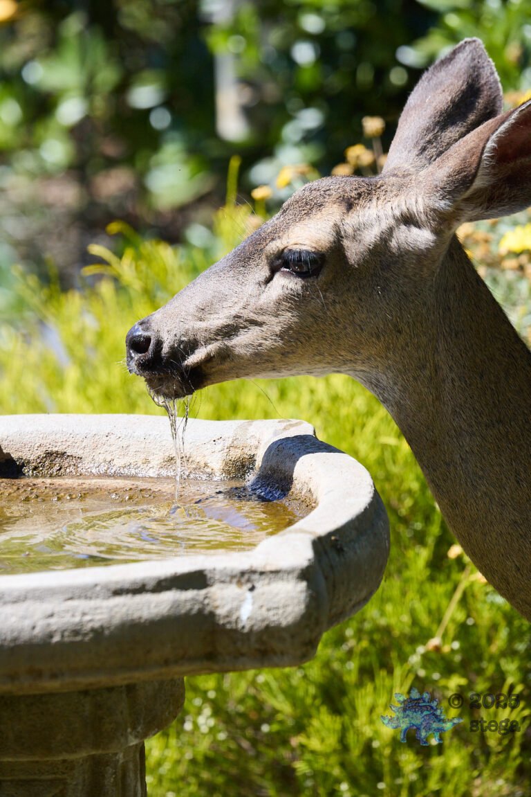Mule Deer