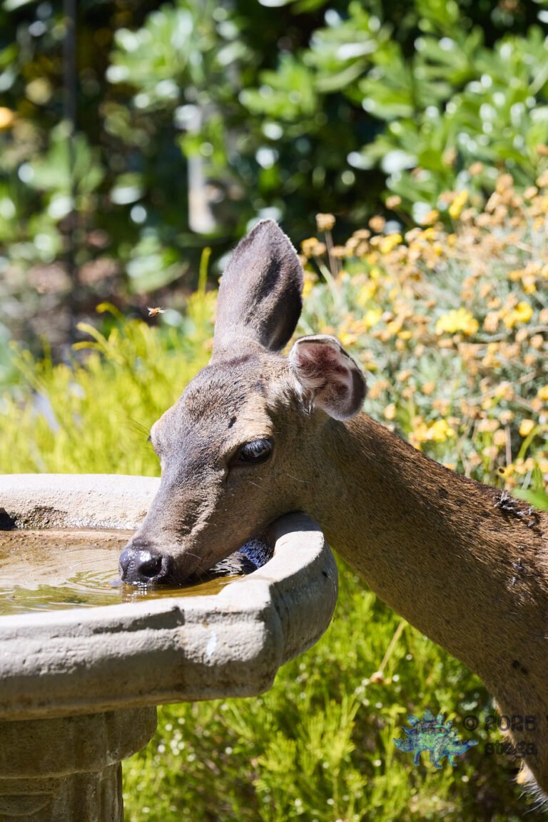 Mule Deer