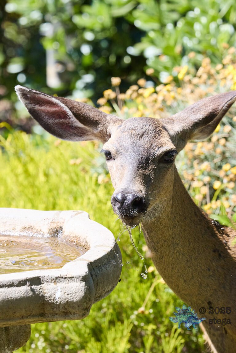 Mule Deer