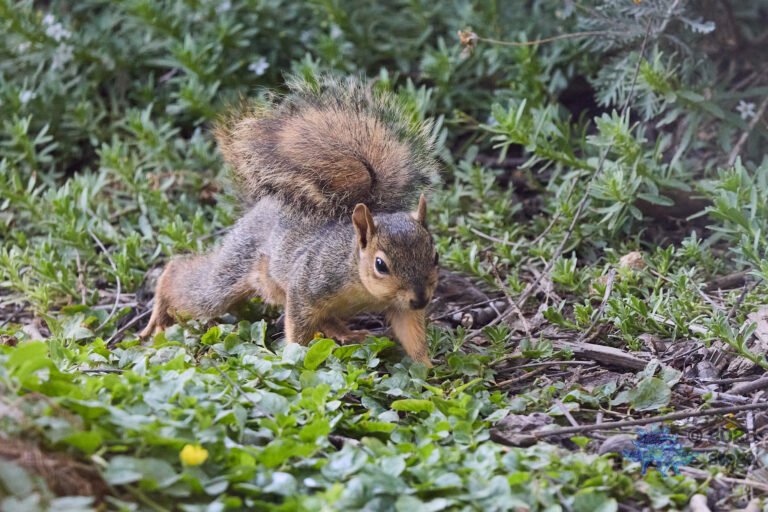Fox Squirrel