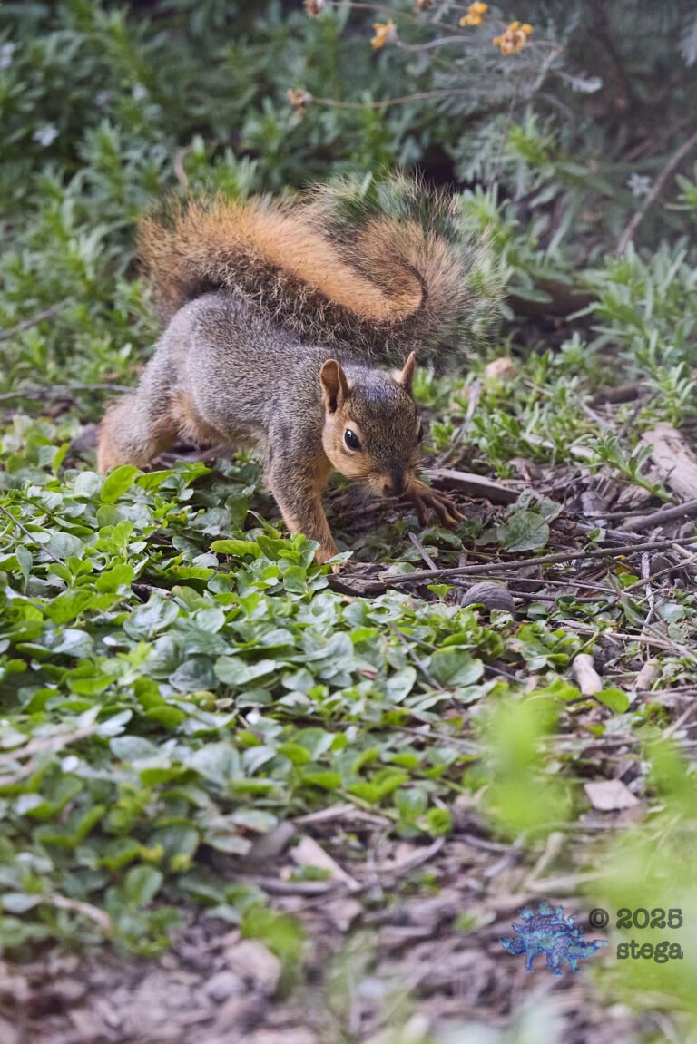 Fox Squirrel