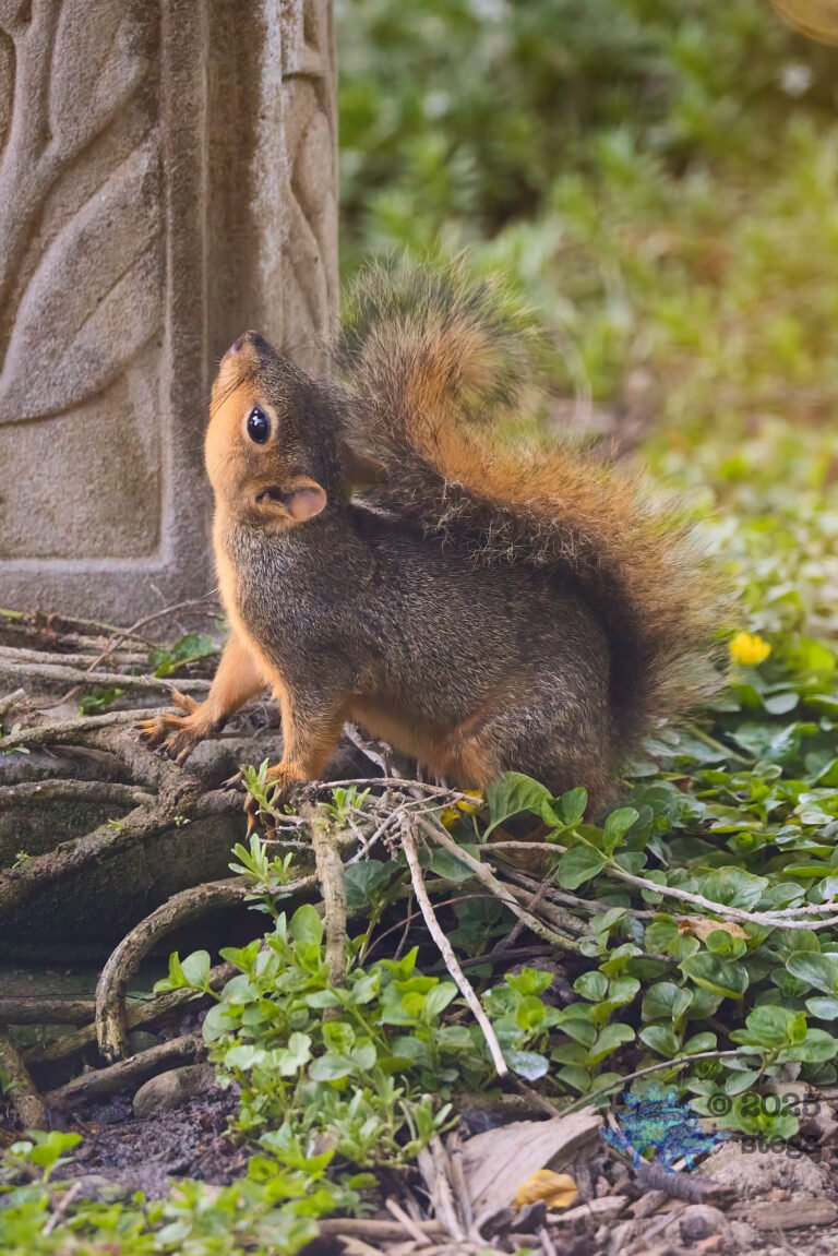 Fox Squirrel