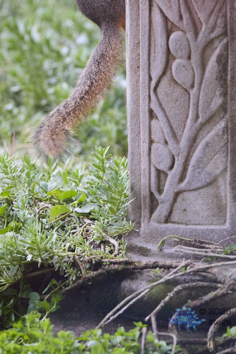 Fox Squirrel
