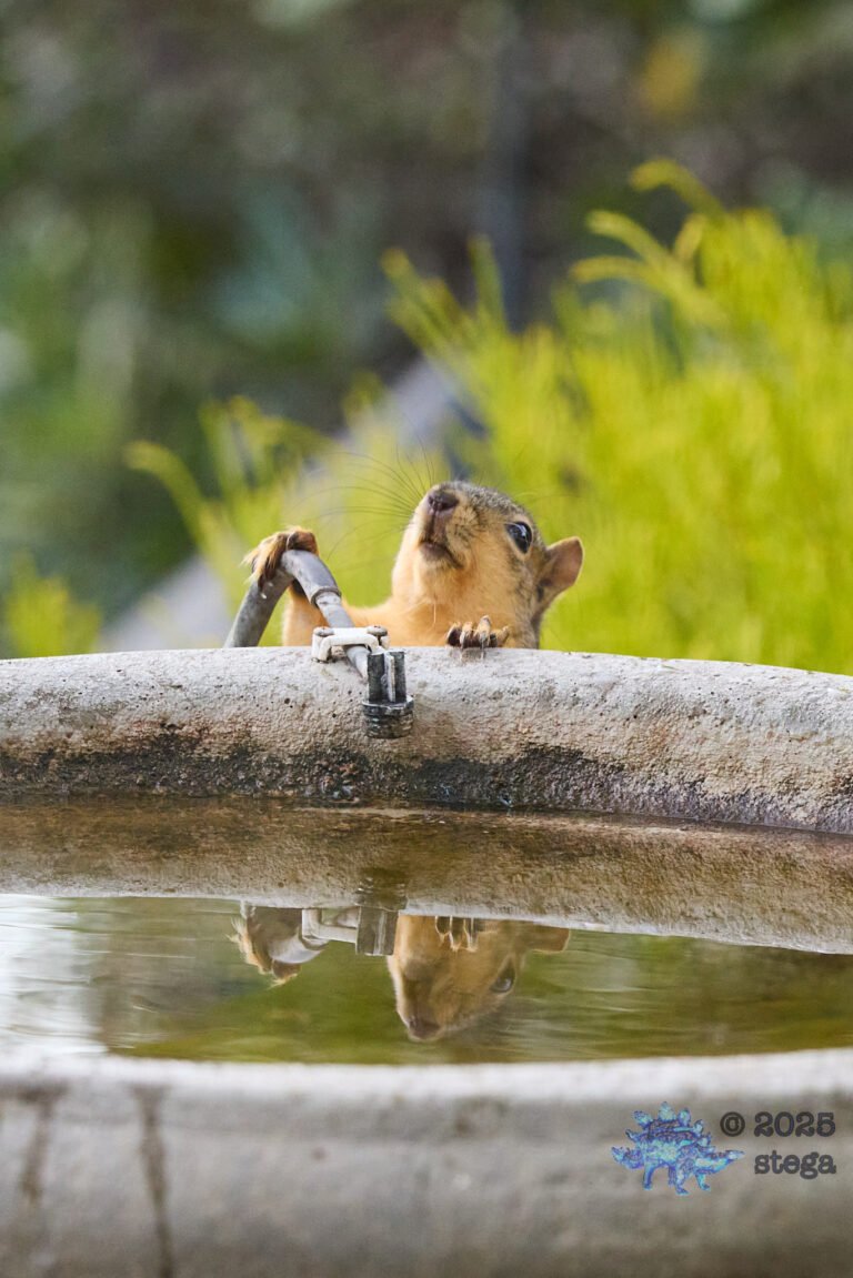 Fox Squirrel