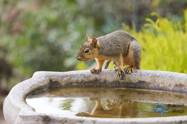 Fox Squirrel