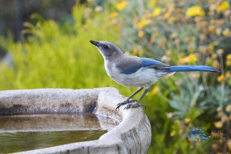 California Scrub Jay