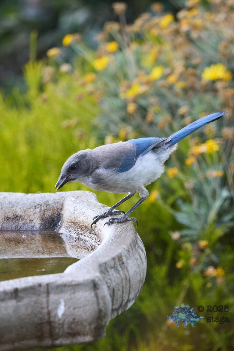 California Scrub Jay