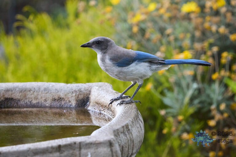 California Scrub Jay