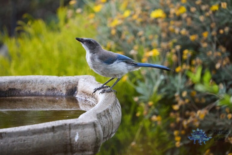 California Scrub Jay