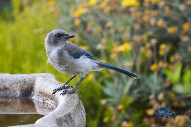 California Scrub Jay