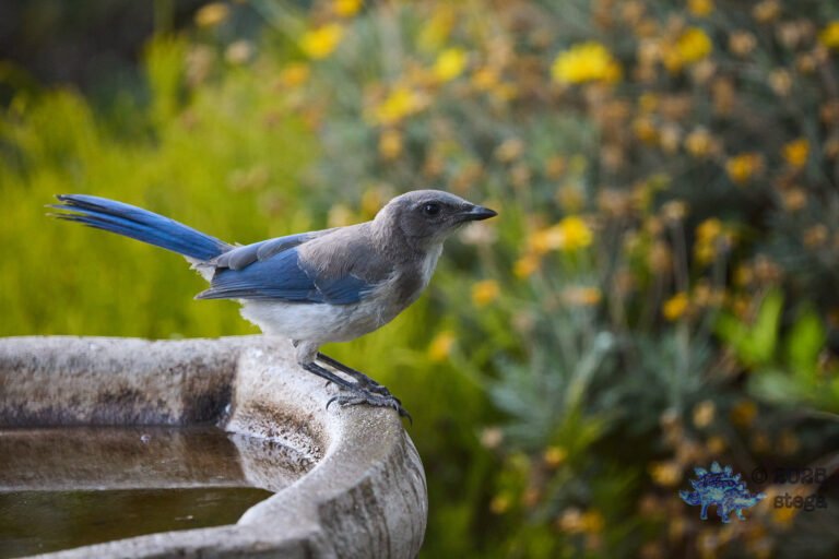 California Scrub Jay