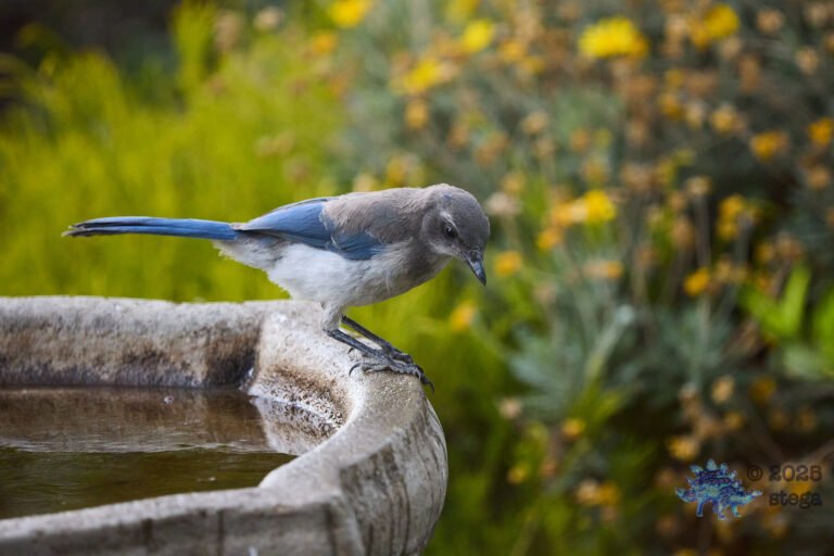 California Scrub Jay