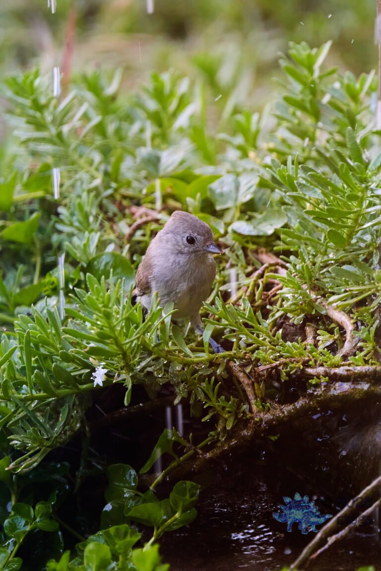 Oak Titmouse