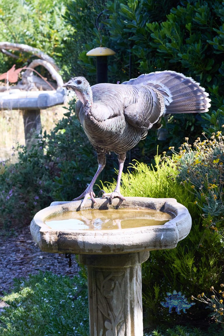 Turkey
