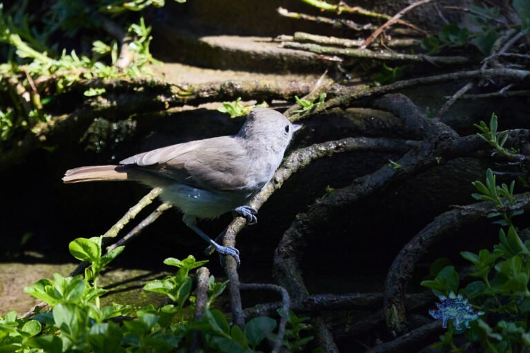 Oak Titmouse
