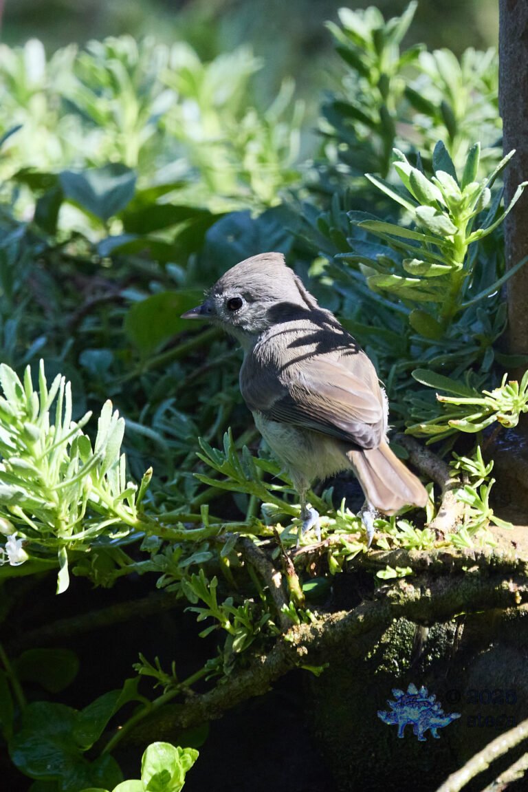 Oak Titmouse