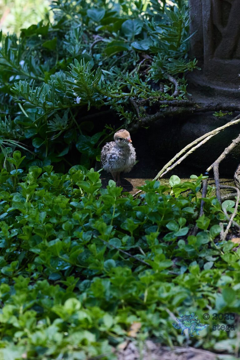 California Quail