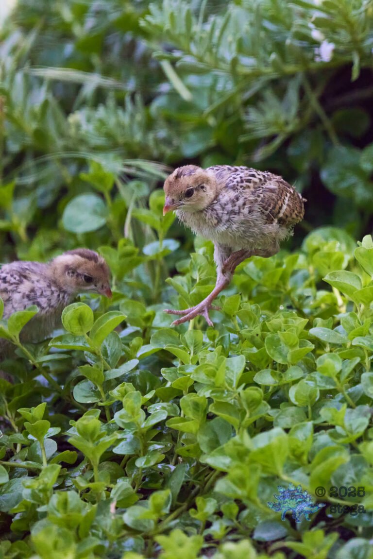 California Quail