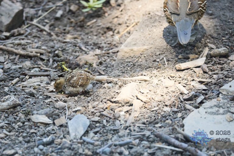 California Quail