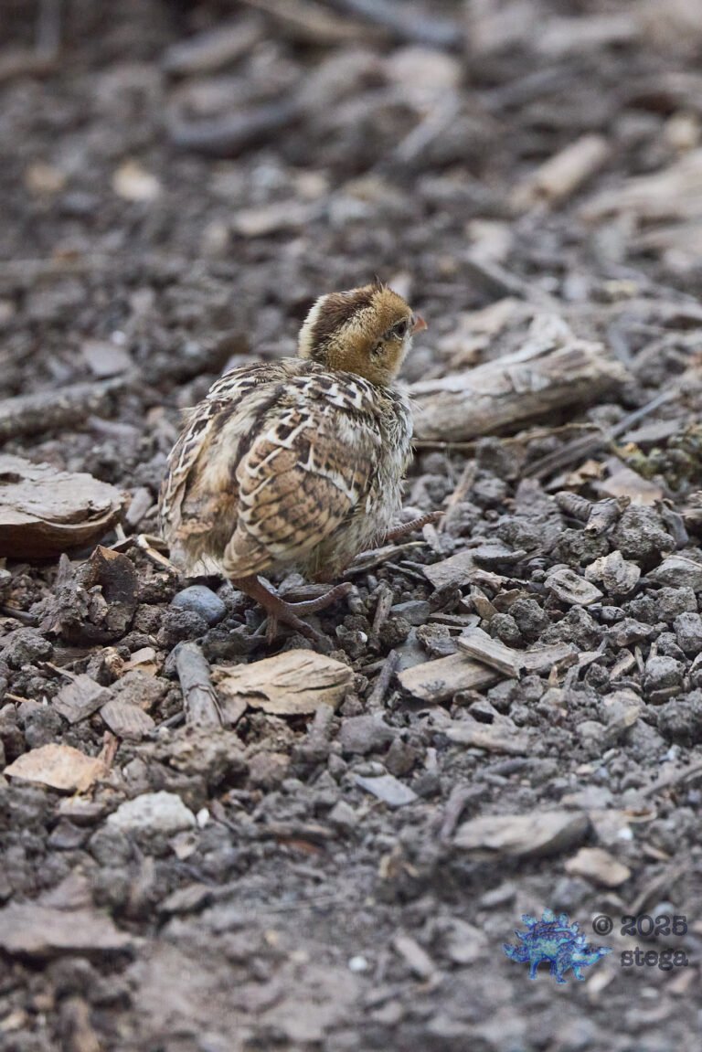 California Quail