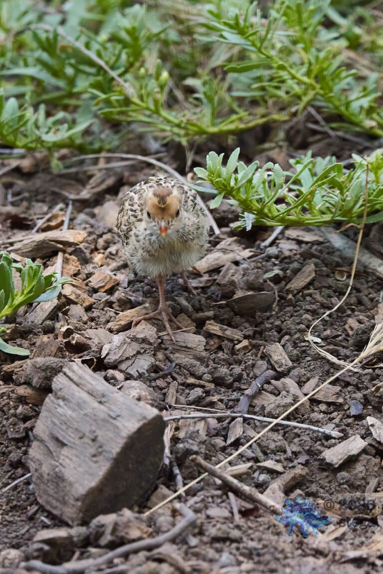 California Quail