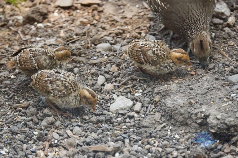 California Quail